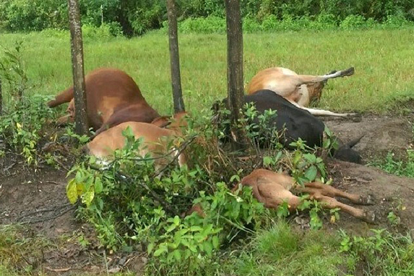 Sét đánh chết cùng lúc 5 con bò của một hộ dân