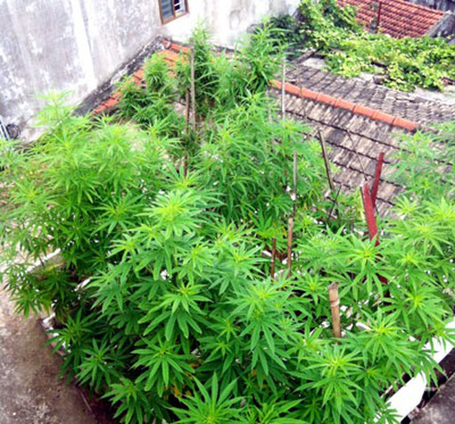 Quảng Ninh: Bắt giữ đối tượng trồng cần sa trái phép tại nhà riêng