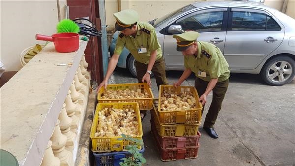 Lạng Sơn: Bắt giữ 1.200 con gà giống không có giấy kiểm dịch vệ sinh thú y