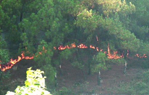Hà Tĩnh: Cháy rừng khiến hàng chục ha rừng thông bị thiêu rụi - Hình 1