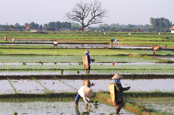 Hà Nội trong nắng nóng 40 độ C - Hình 11