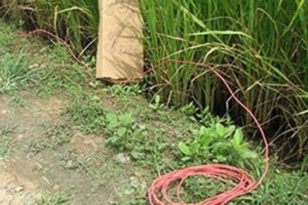 Cà Mau: Người đàn ông tử vong do vướng vào dây điện để diệt chuột