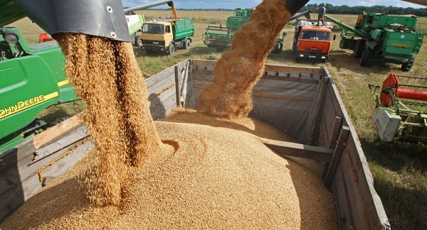 Thị trường nông sản cuối tuần qua: Giá lúa mỳ giao kỳ hạn tăng mạnh - Hình 1