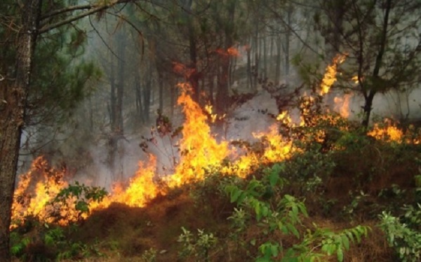 Nghệ An: 'Bà hỏa' thiêu rụi nhiều diện tích rừng thông - Hình 1