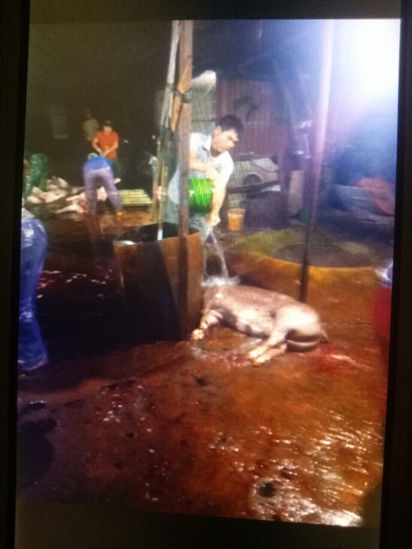 Hà Đông: Có hay không việc UBND phường tạo điều kiện cho lò mổ tự phát hoạt động?