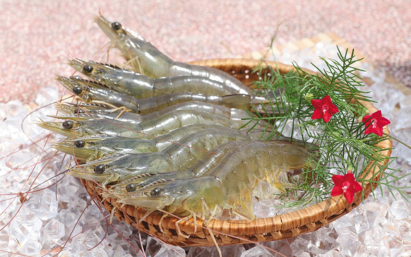 Giá tôm thẻ chân trắng tăng trở lại, có giá hơn 80.000 đồng/kg