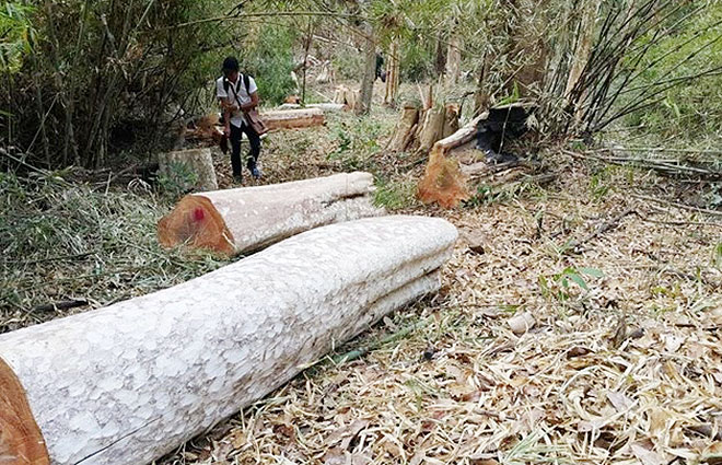 Yêu cầu điều tra vụ 360 ha rừng “biến mất” ở Gia Lai - Hình 1