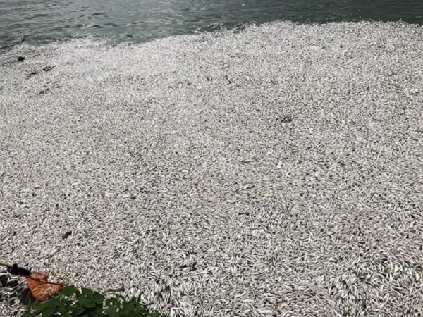 Gần 500 công nhân ứng trực, vớt hàng chục tấn cá chết tại Hồ Tây - Hình 1