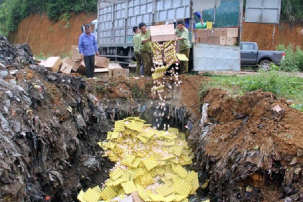 Yên Bái: Tiêu hủy hơn 100.000 trứng gà nhập lậu