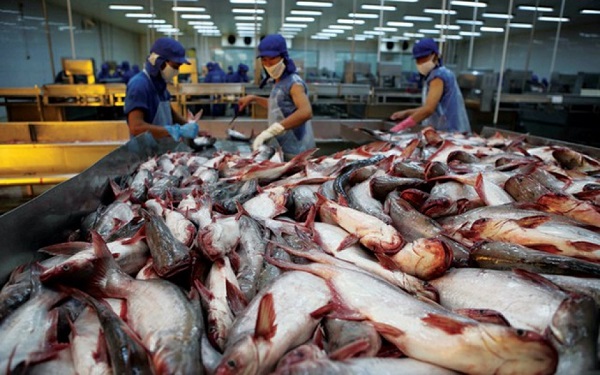 Kiểm soát chặt chẽ chất lượng cá tra, basa xuất khẩu sang Trung Quốc - Hình 1