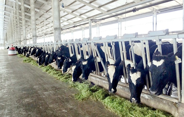 Vinamilk tiên phong sản xuất sữa A2 tại Việt Nam - Hình 2