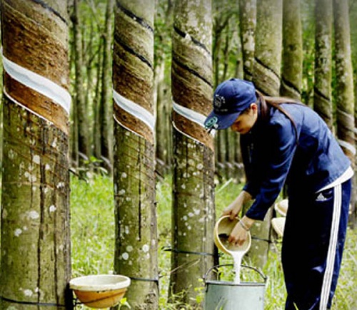 Cao su Thống Nhất báo lãi đạt gần 18 tỷ đồng trong quý II