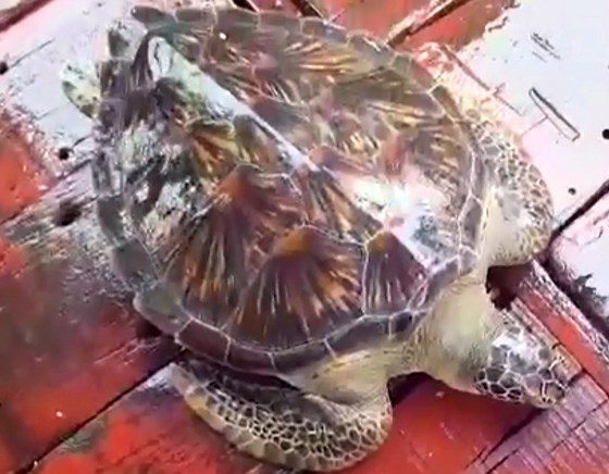 Hà Tĩnh: Thả một cá thể rùa biển nặng 22kg khỏe mạnh về lại môi trường tự nhiên - Hình 1
