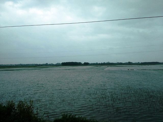 Thanh Hóa: Mưa lớn kéo dài, nhiều diện tích lúa chìm trong biển nước