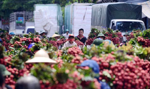 Bắc Giang: Thu 5.775 tỷ đồng qua vụ vải thiều 2018