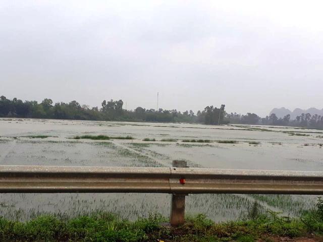 Nghệ An: Mưa lớn kéo dài, hàng ngàn ha lúa, hoa màu bị ngập úng - Hình 1