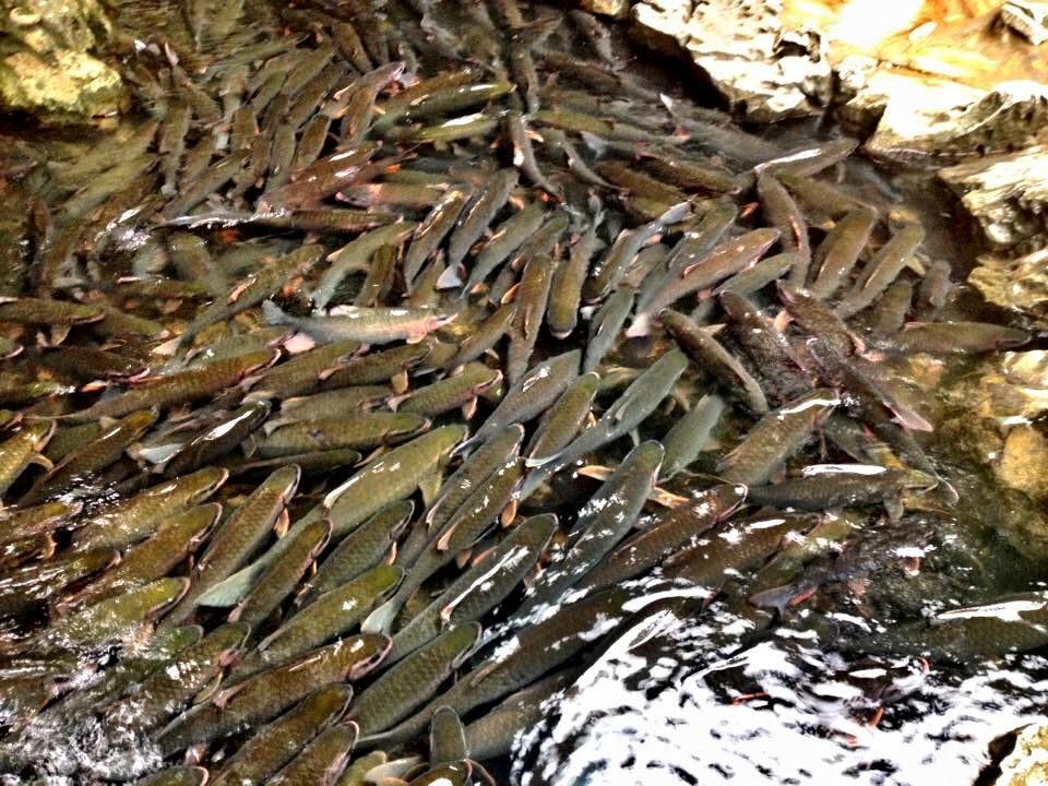 Cẩm Lương, Cẩm Thủy (Thanh Hóa): Huyền bí suối cá thần, đền thờ thần rắn