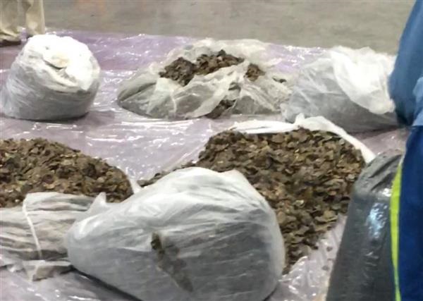 Hải Quan: Phát hiện lô hàng chứa hơn 300 kg vẩy tê tê bị chủ hàng 'bỏ rơi'