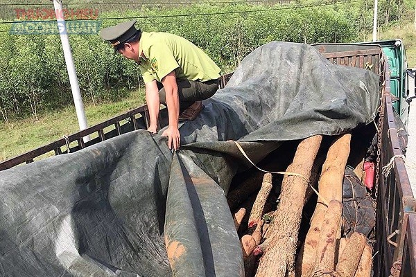 Gia Lai: Tạm giữ phương tiện và hơn 30 cây giáng hương không rõ nguồn gốc - Hình 1