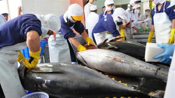 Điều kiện xuất khẩu cá ngừ ngày càng khắt khe - Hình 1