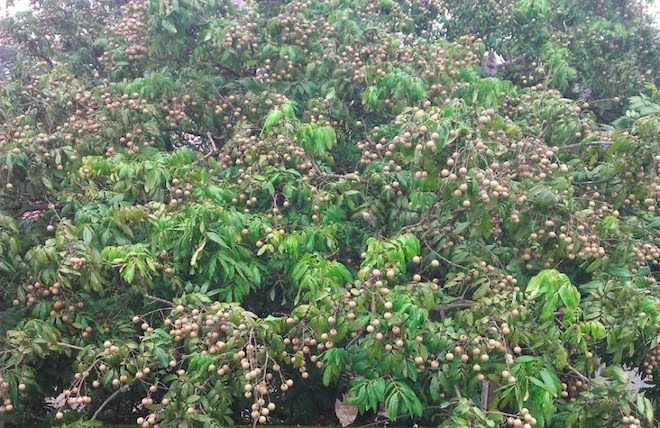 Nhãn được mùa và bài toán tiêu thụ