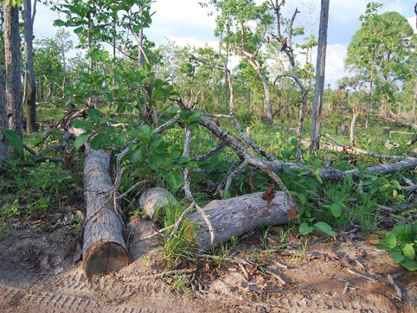 Đại dự án cao su ở Gia Lai để lại nhiều thiệt hại nặng nề