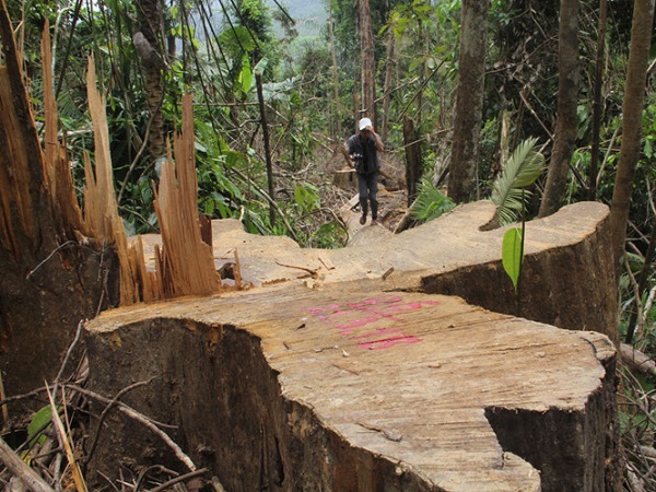 Đối tượng cầm đầu vụ phá rừng lim xanh đã đầu thú sau hơn 2 tháng truy nã - Hình 1