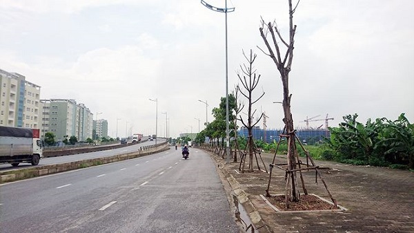 Hà Nội: Hàng loạt cây xanh chết khô trên đường nghìn tỷ - Hình 1