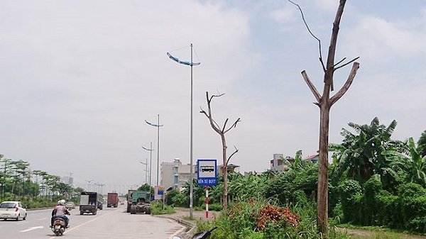 Hà Nội: Hàng loạt cây xanh chết khô trên đường nghìn tỷ - Hình 3