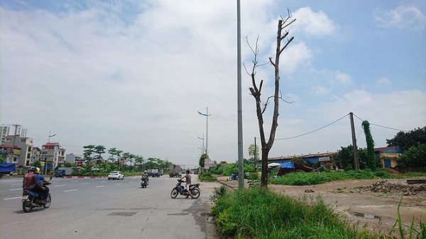 Hà Nội: Hàng loạt cây xanh chết khô trên đường nghìn tỷ - Hình 4