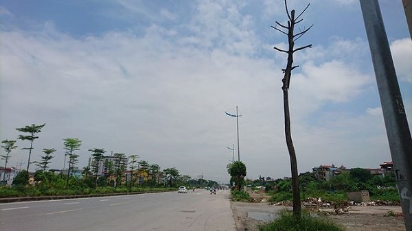 Hà Nội: Hàng loạt cây xanh chết khô trên đường nghìn tỷ - Hình 5
