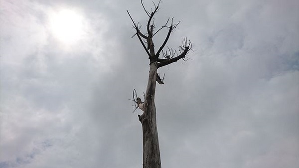 Hà Nội: Hàng loạt cây xanh chết khô trên đường nghìn tỷ