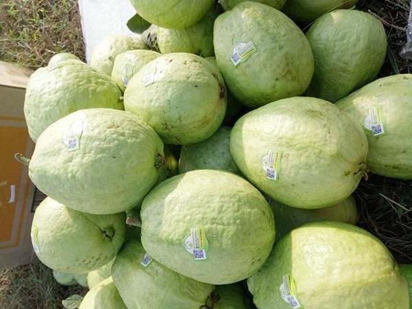 Nghệ An: 29 đặc sản được dán tem truy xuất nguồn gốc