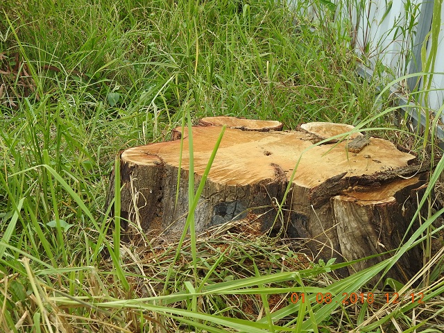 TP. Biên Hoà (Đồng Nai): 'khai tử' 4 cây xanh đang sống thành cây đã chết