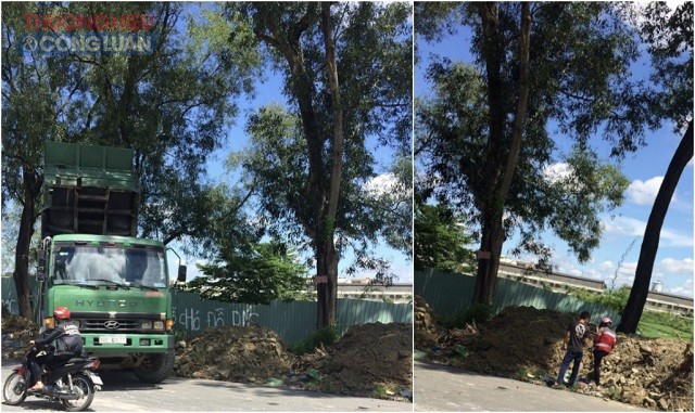 TP. Biên Hoà (Đồng Nai): 'khai tử' 4 cây xanh đang sống thành cây đã chết - Hình 2