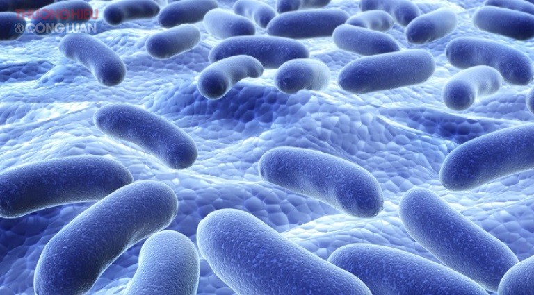 Những điều chưa biết về bào tử lợi khuẩn - Hình 1