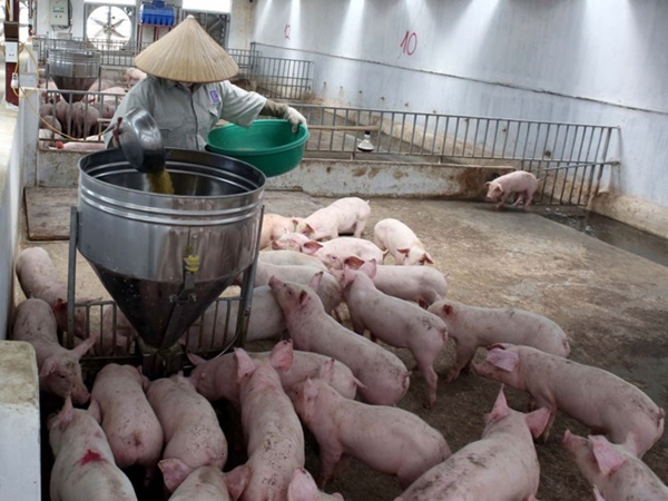 Giá lợn hơi lên đỉnh điểm, Bộ NN&PTNT lo ngại cung vượt cầu - Hình 1