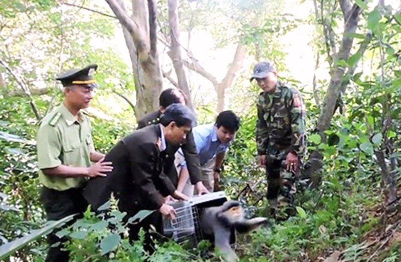 TP Đà Nẵng: Cảnh báo nạn săn bắt động vật hoang dã ở bán đảo Sơn Trà - Hình 2