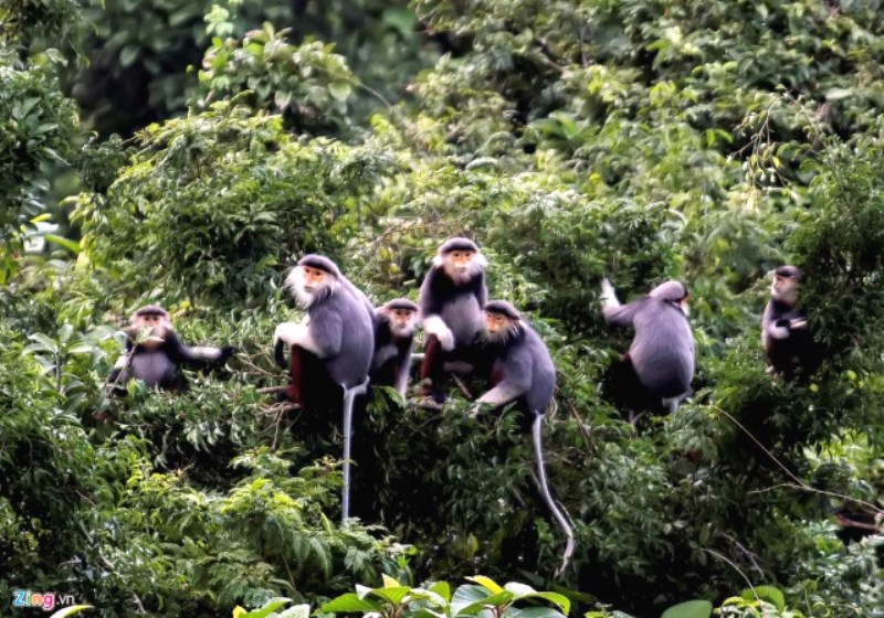 TP Đà Nẵng: Cảnh báo nạn săn bắt động vật hoang dã ở bán đảo Sơn Trà