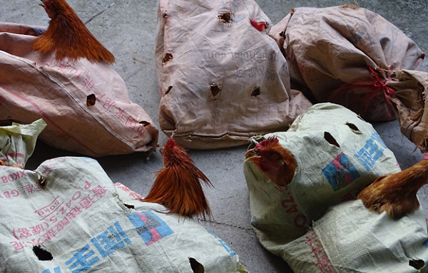 Quảng Ninh: Bắt lô gà nhập lậu từ Trung Quốc về Việt Nam