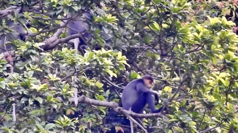 Quảng Nam: Lập khu bảo tồn đàn voọc chà vá chân xám quý hiếm