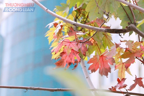 Ngắm lá phong đỏ xứ lạnh tại Hà Nội vào mùa hè - Hình 9
