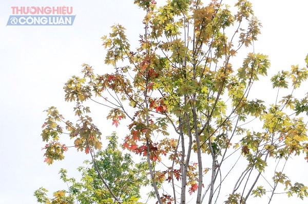 Ngắm lá phong đỏ xứ lạnh tại Hà Nội vào mùa hè - Hình 7