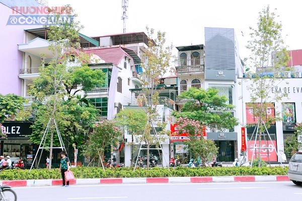 Ngắm lá phong đỏ xứ lạnh tại Hà Nội vào mùa hè - Hình 3