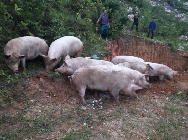 Tiêu hủy hơn 800 kg lợn hơi vận chuyển trái phép qua biên giới - Hình 1