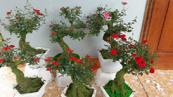 5 cách tạo hương thơm tự nhiên cho ngôi nhà