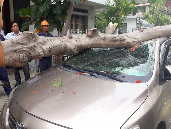 Nha Trang: Bị cây đổ trúng, ô tô 4 chỗ bẹp dúm - Hình 1