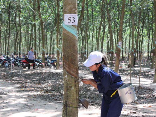 DPR báo lãi đạt 205,6 tỷ đồng trong 7 tháng, vượt 8% kế hoạch năm