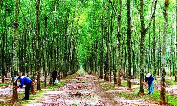 Nông nghiệp Hoàng Anh Gia Lai (HNG) chốt danh sách cổ đông