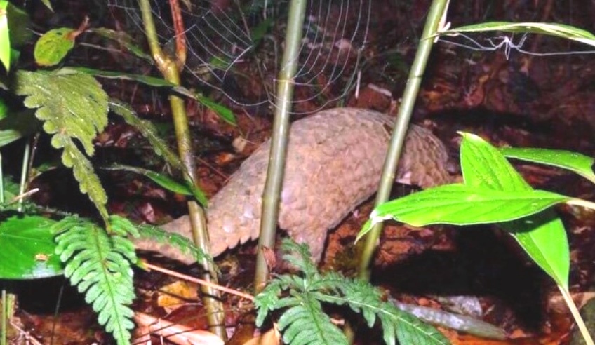 Quảng Nam: Thả tê tê về rừng